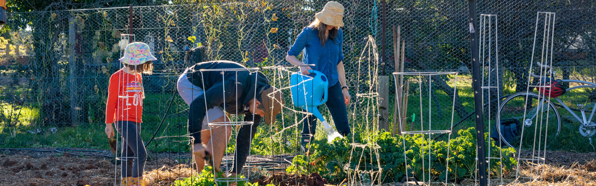 An image of a woman with a watering can, a man with a shovel and a young child all working together in a community garden patch
